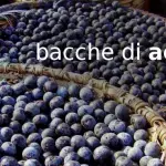 I segreti delle Bacche di Acai: il superfrutto dell’Amazzonia